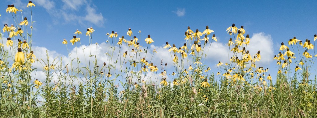 Blooming Prairies