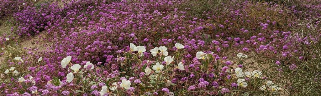 Thoughts on the Desert Southwest