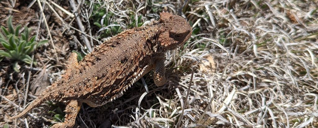 Raton – Clayton Volcano&nbsp;Field